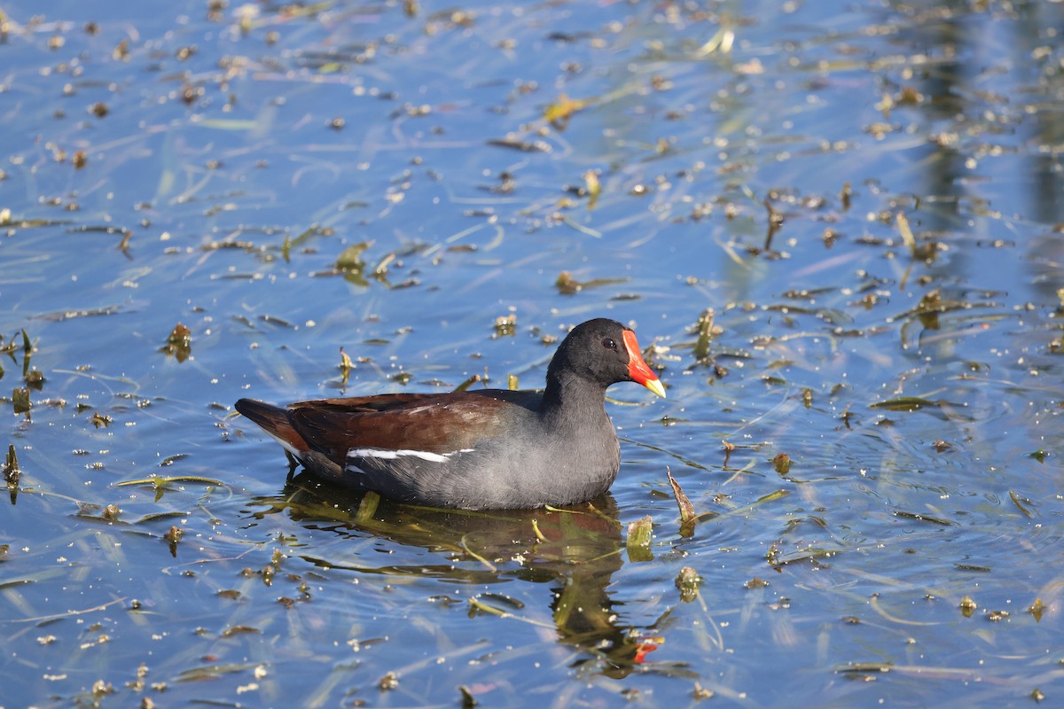 Common Gallinule - ML646025551