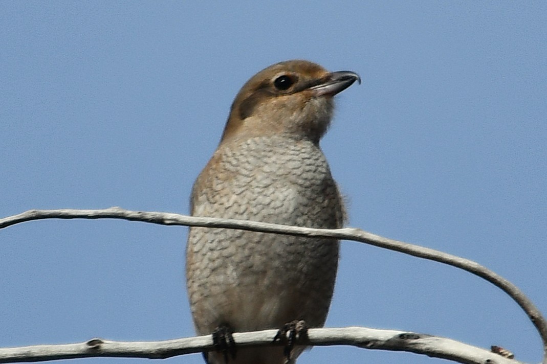 Northern Shrike - ML646025554
