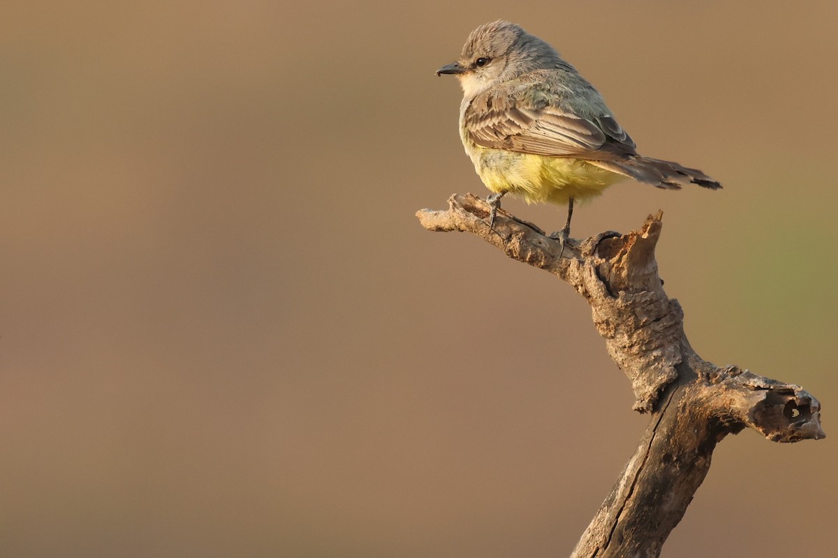 Chapada Flycatcher - ML646025569