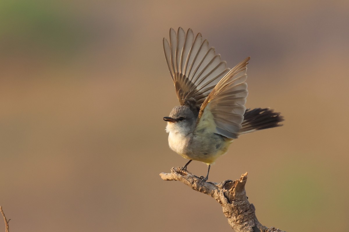 Chapada Flycatcher - ML646025570