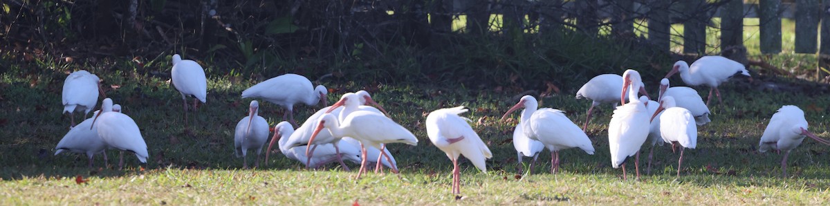 Ібіс білий - ML646025578