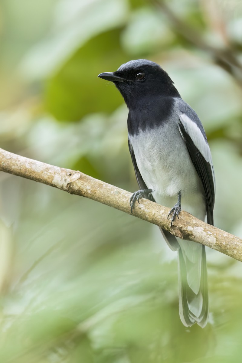 McGregor's Cuckooshrike - ML646025582