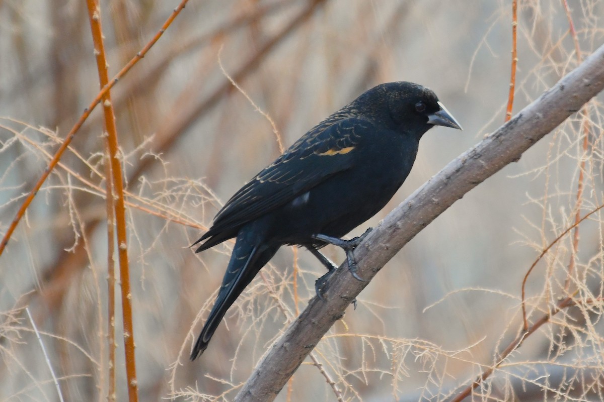 Red-winged Blackbird - ML646025583