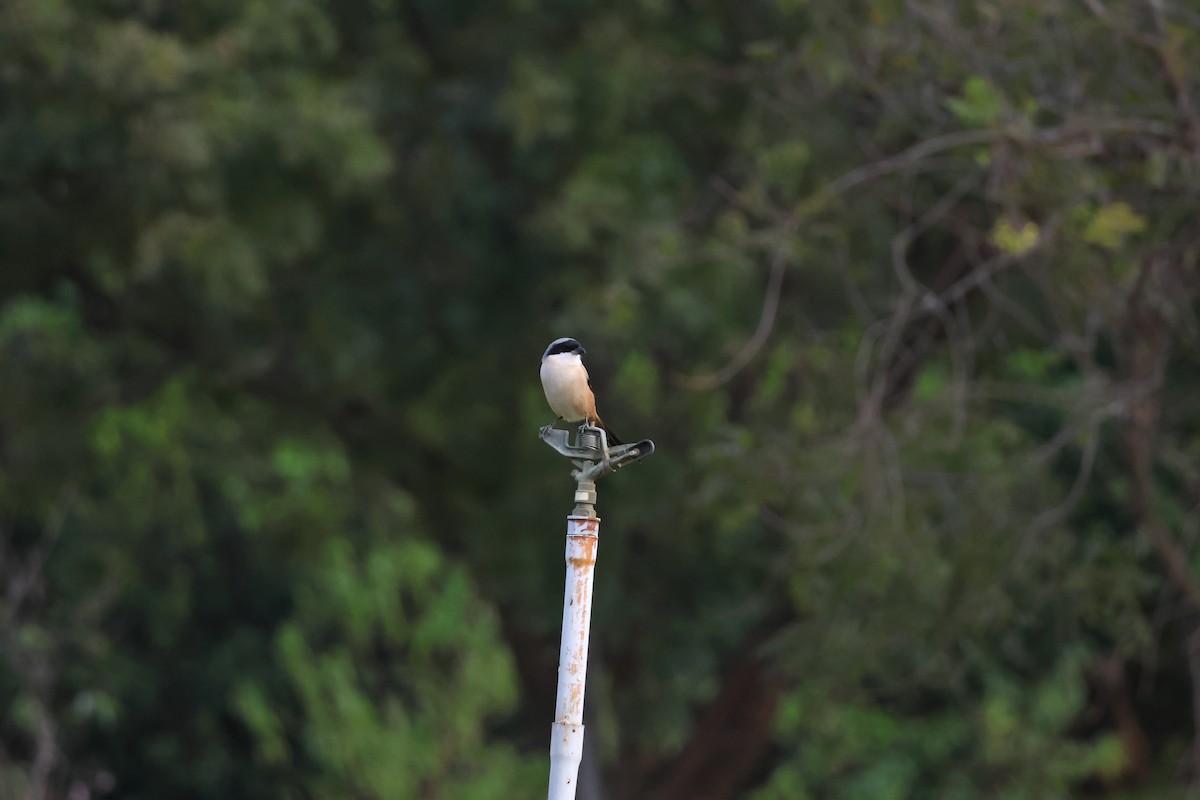 Antzandobi isats-luzea - ML646025584