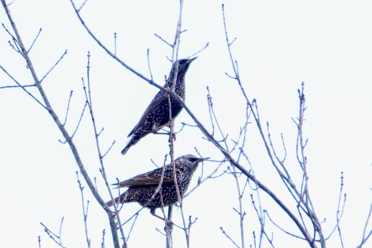 Sığırcık - ML646025587