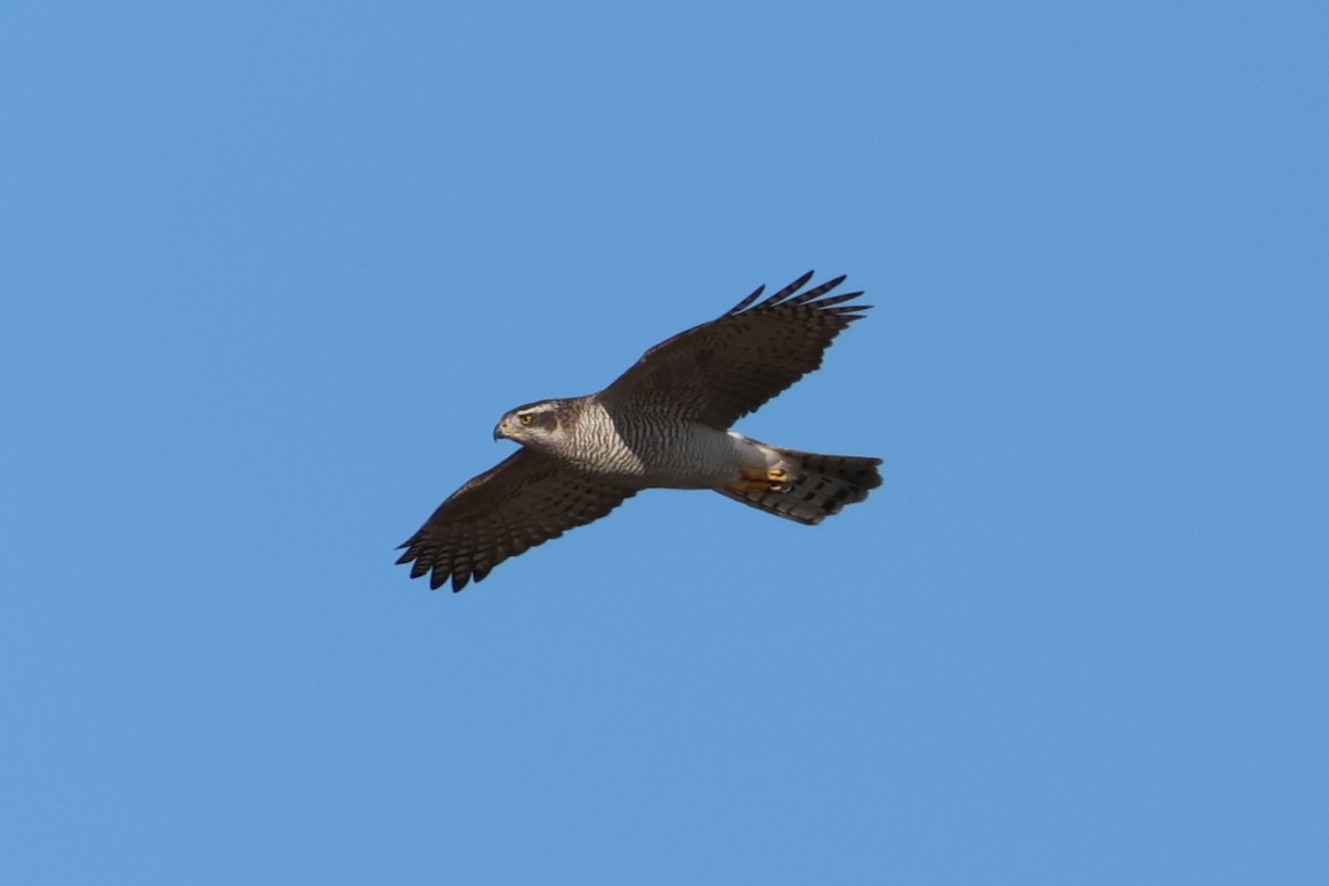 Eurasian Goshawk - ML646025588