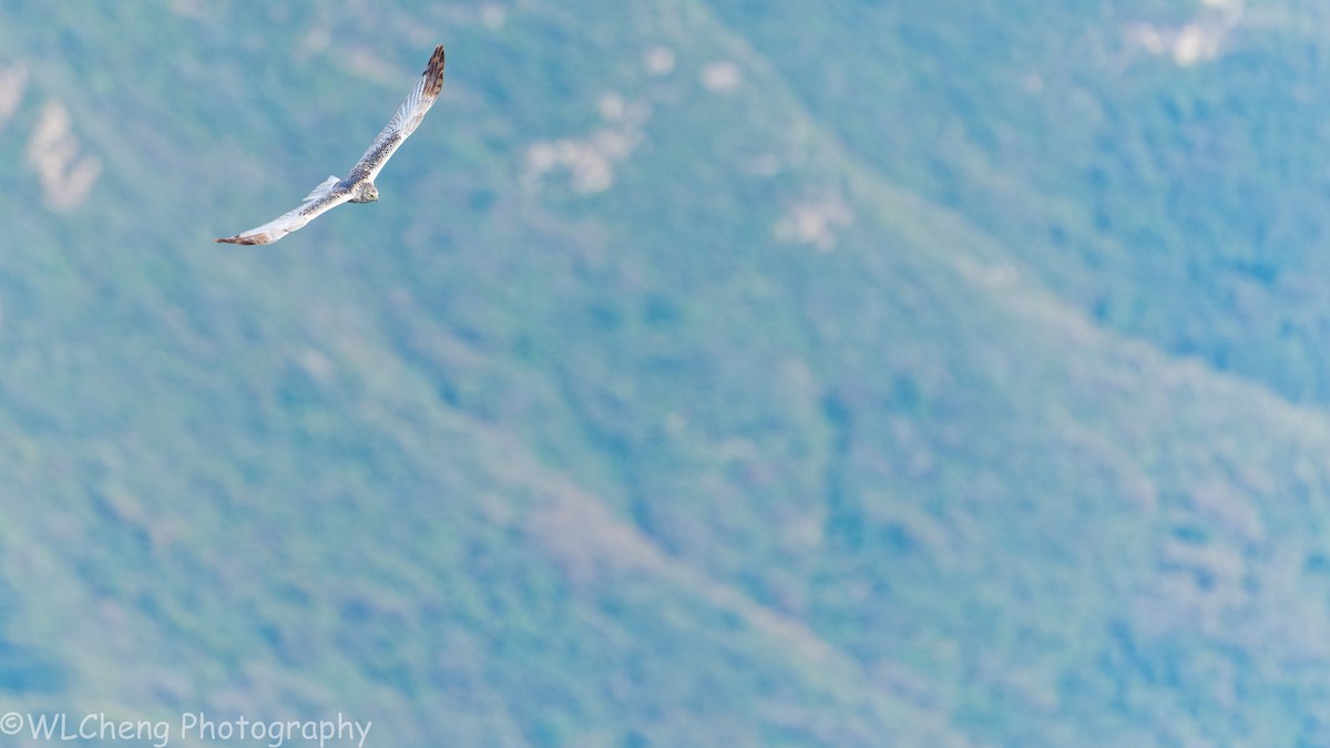 Eastern Marsh Harrier - ML646025594