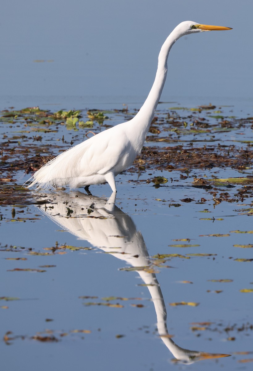 volavka bílá - ML646025595