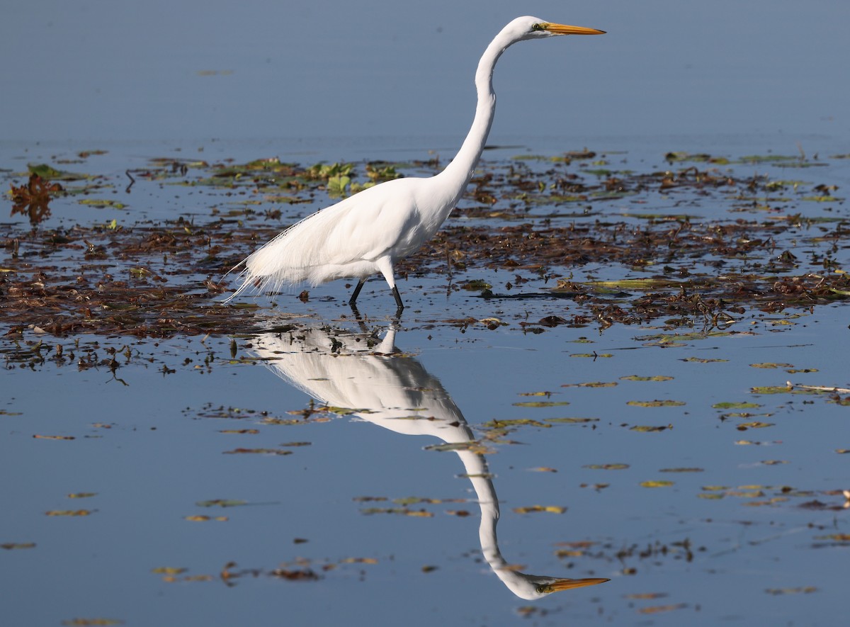 volavka bílá - ML646025596