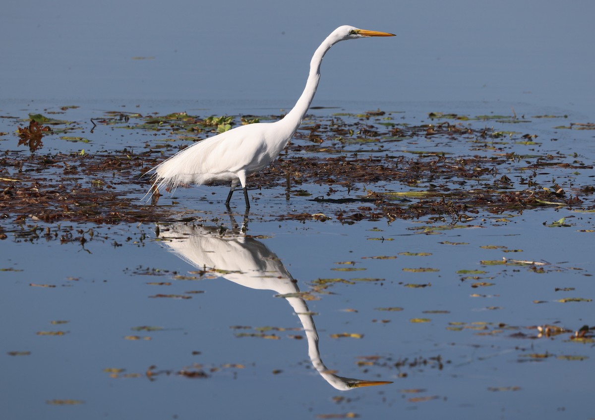 volavka bílá - ML646025597