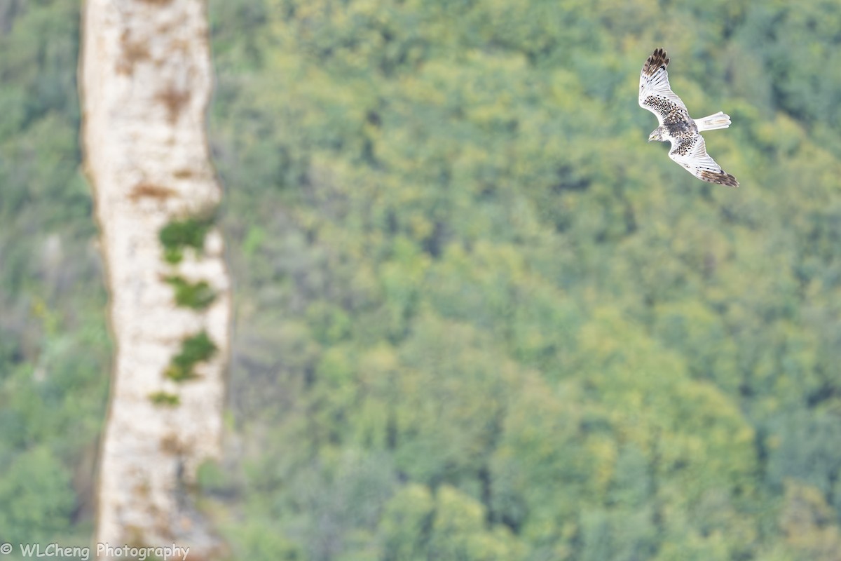 Eastern Marsh Harrier - ML646025598