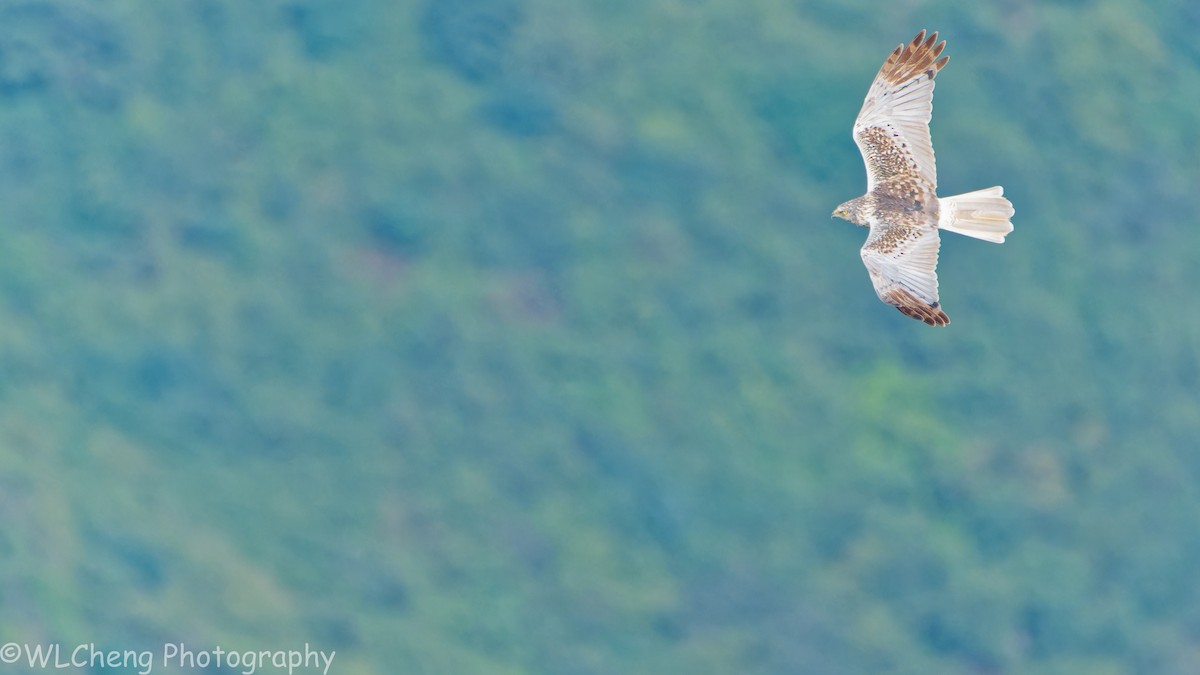 Eastern Marsh Harrier - ML646025599