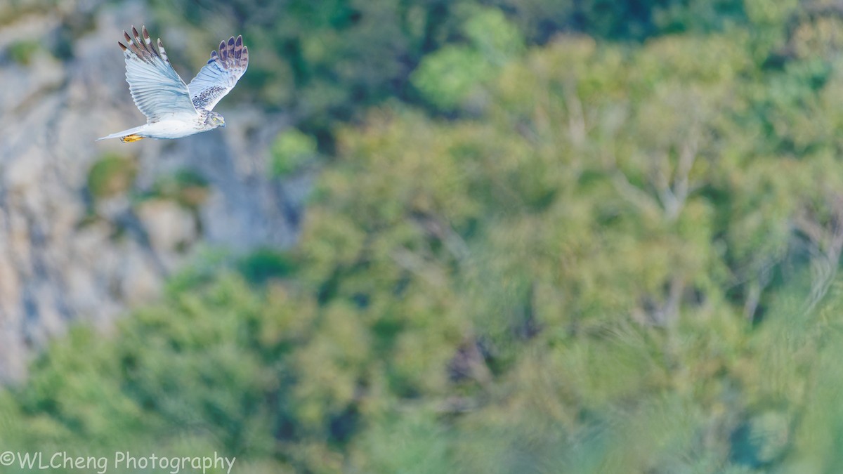 Eastern Marsh Harrier - ML646025600