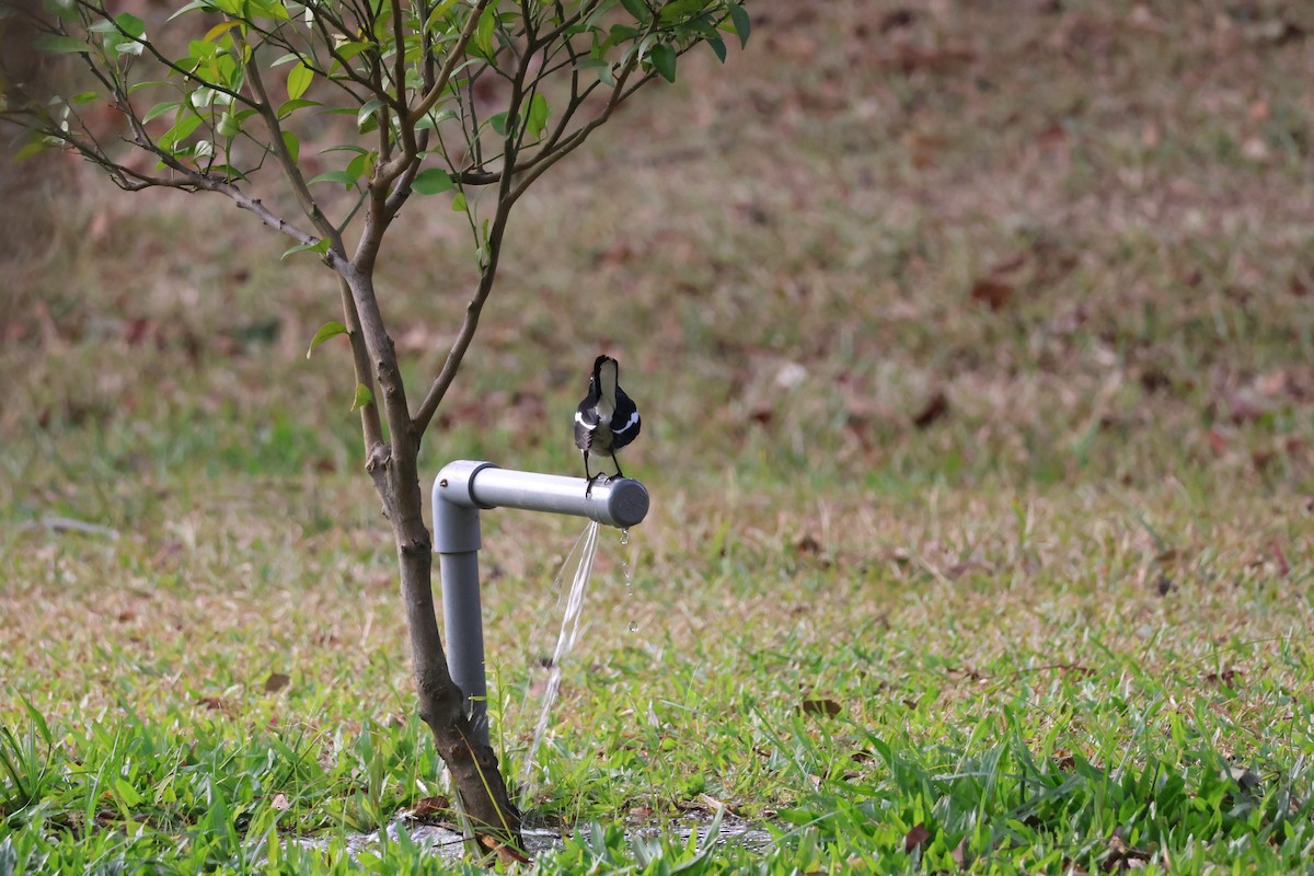 Oriental Magpie-Robin - ML646025601