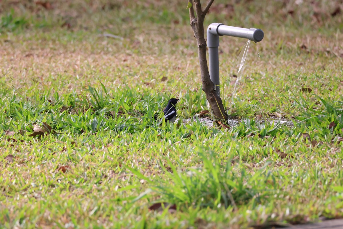 Oriental Magpie-Robin - ML646025602