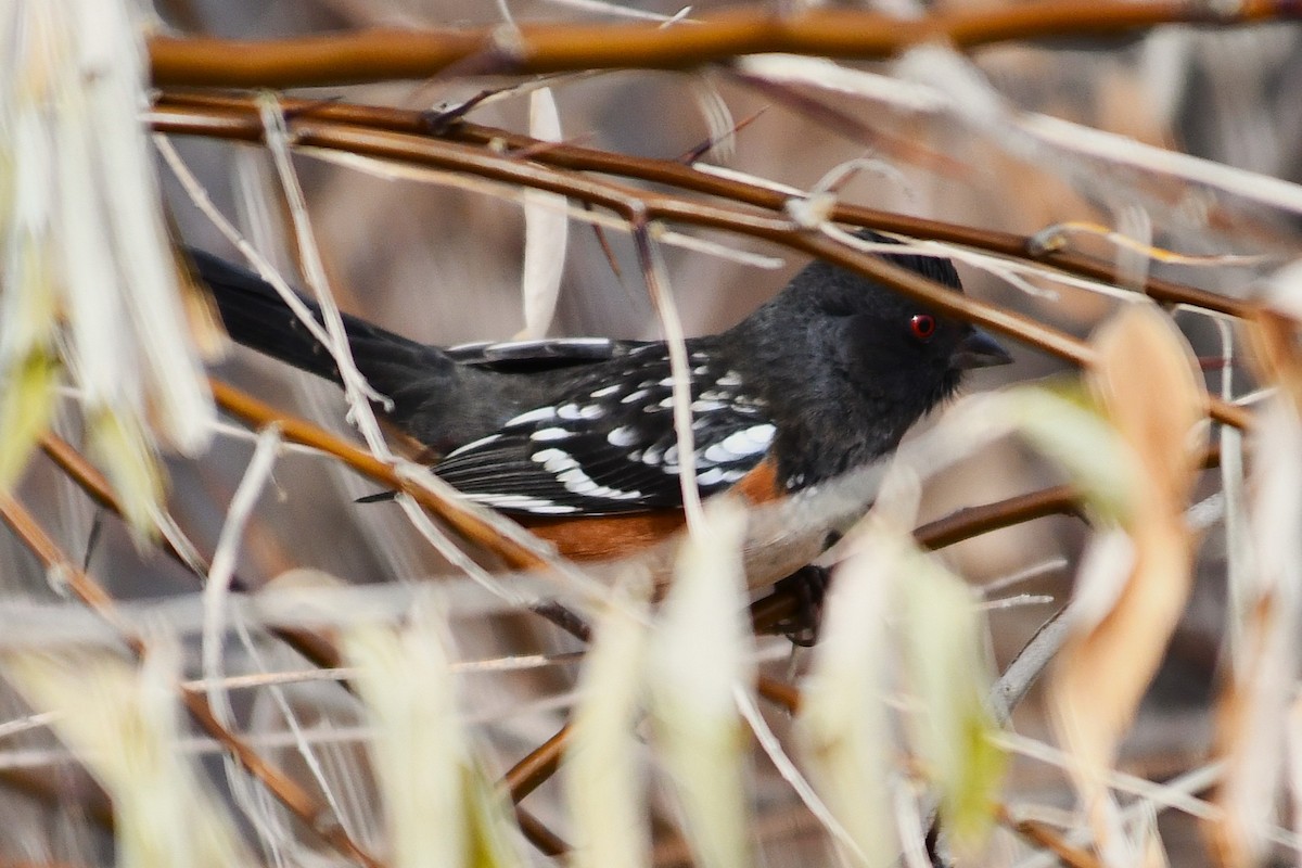 Spotted Towhee - ML646025603