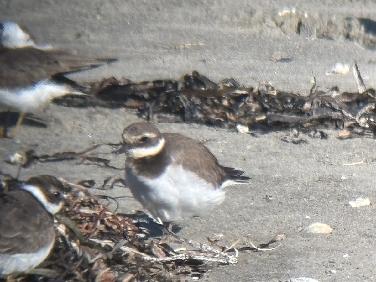Common Ringed Plover - ML646025608