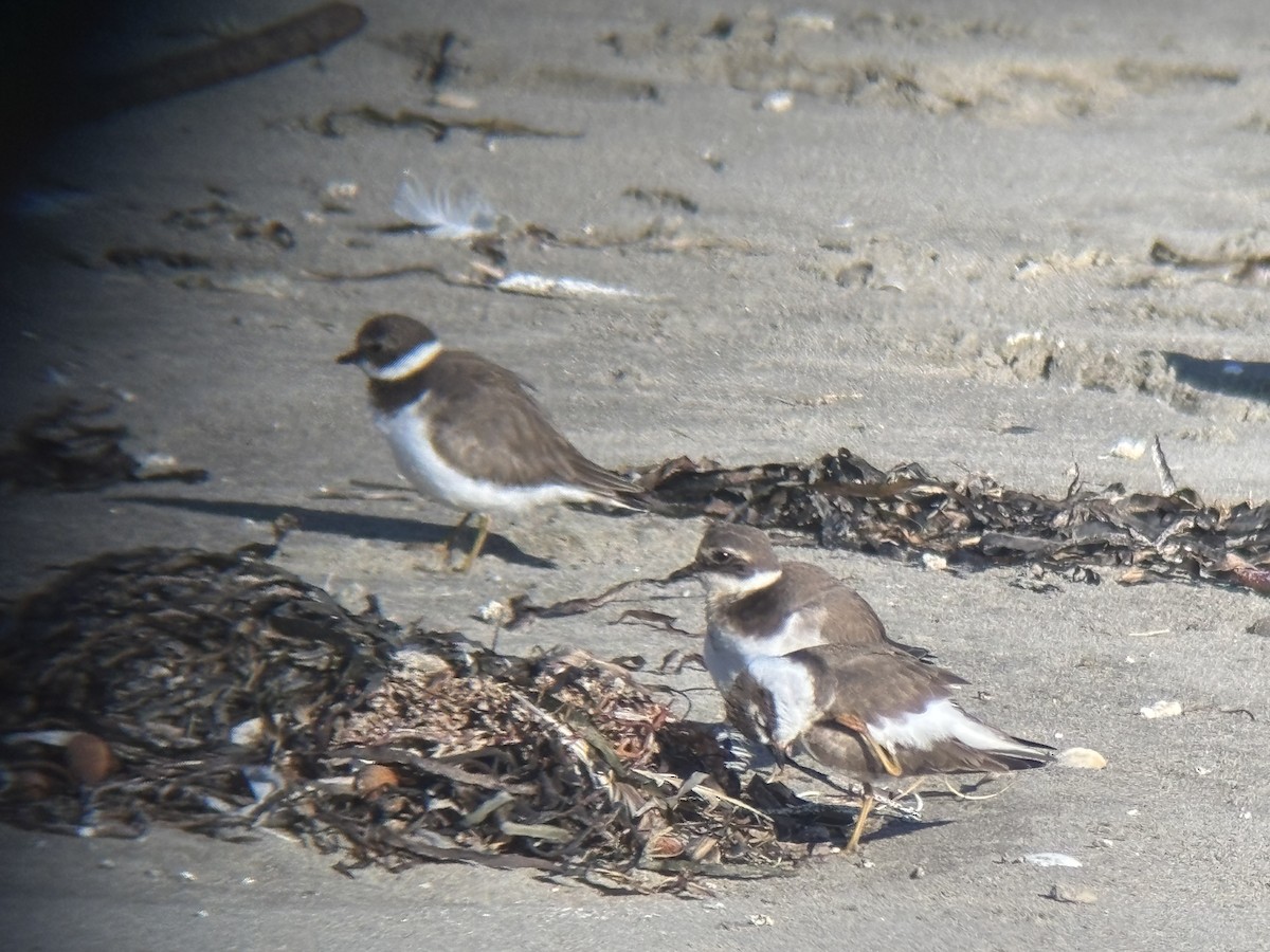 Common Ringed Plover - ML646025609