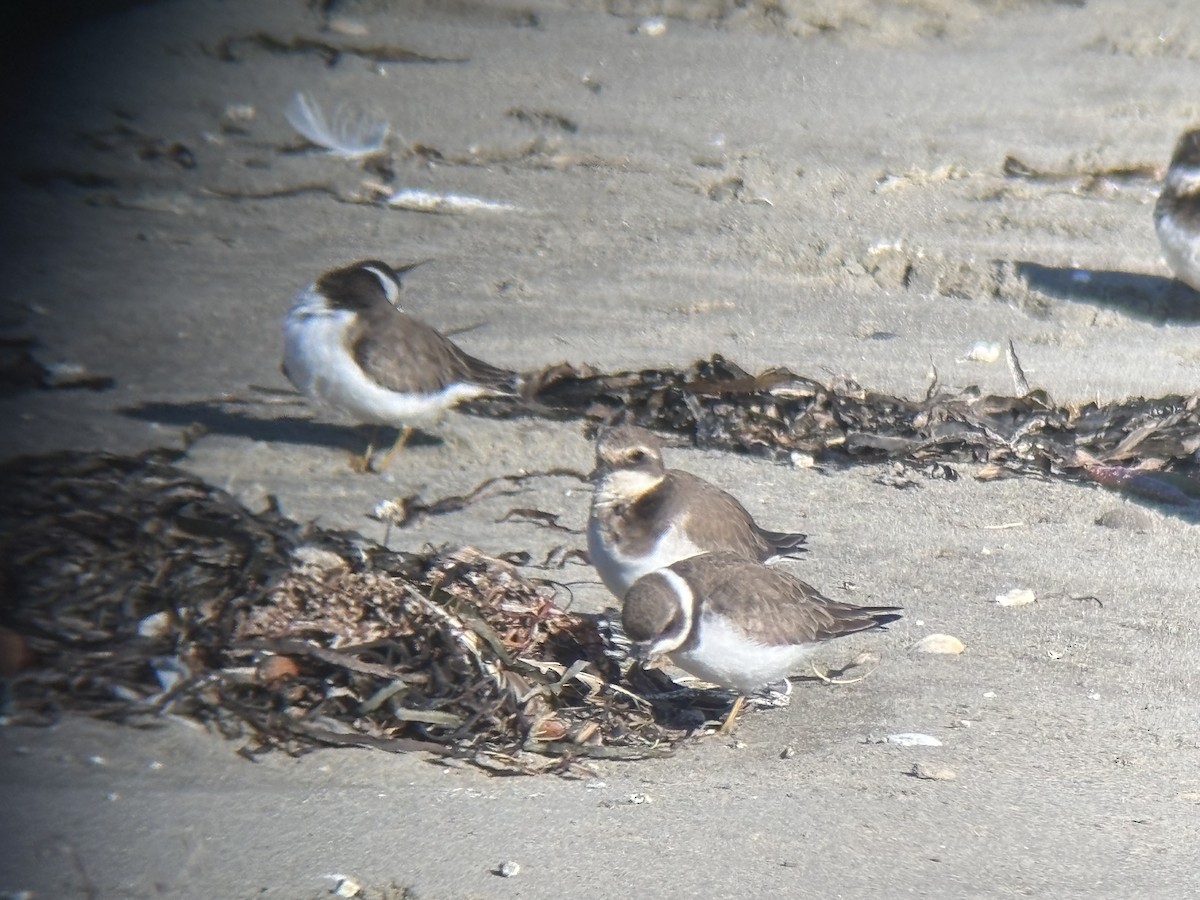 Common Ringed Plover - ML646025610