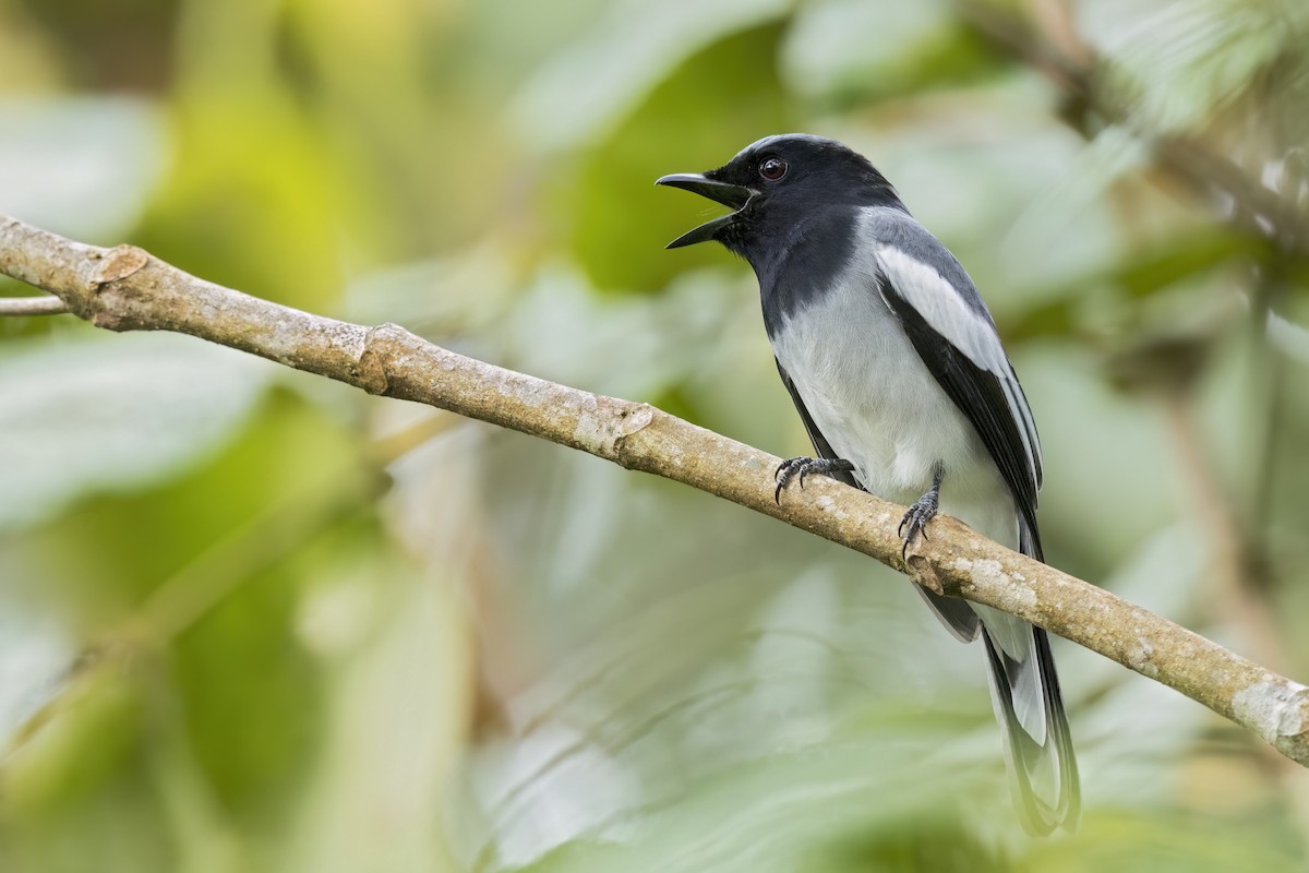 McGregor's Cuckooshrike - ML646025611
