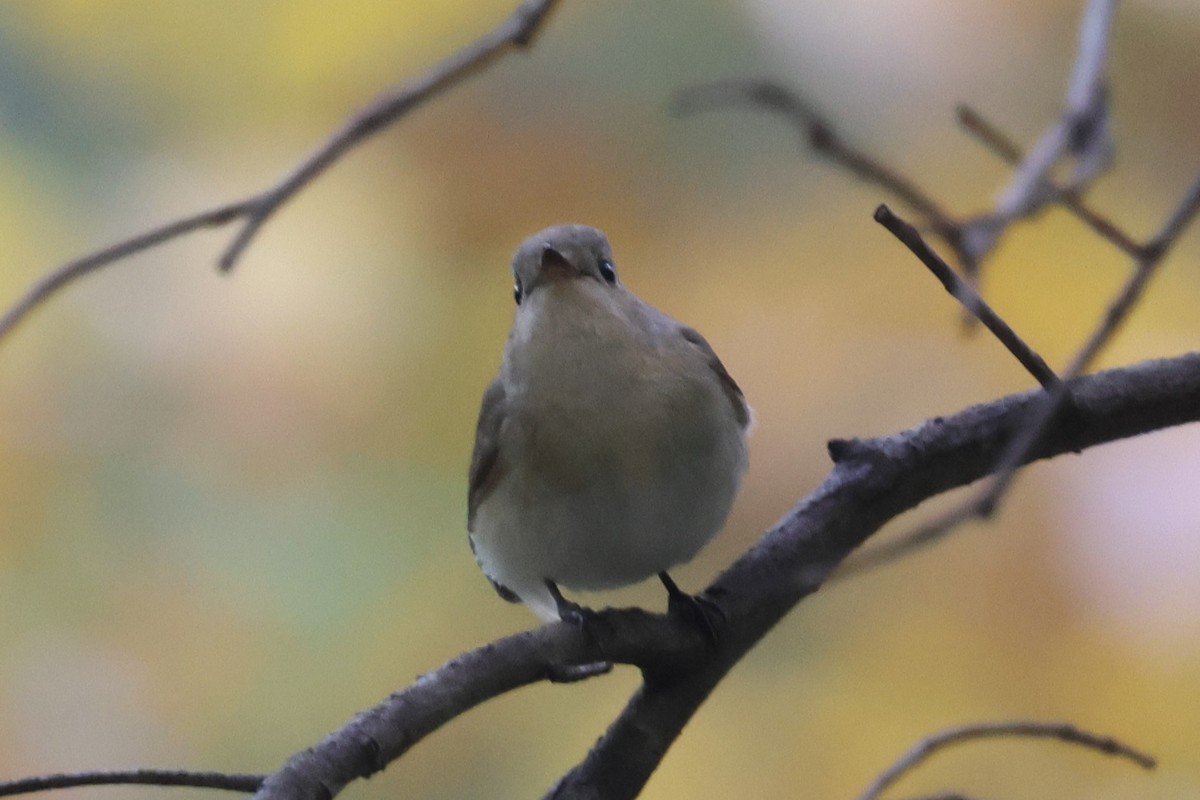 ニシオジロビタキ - ML646025618