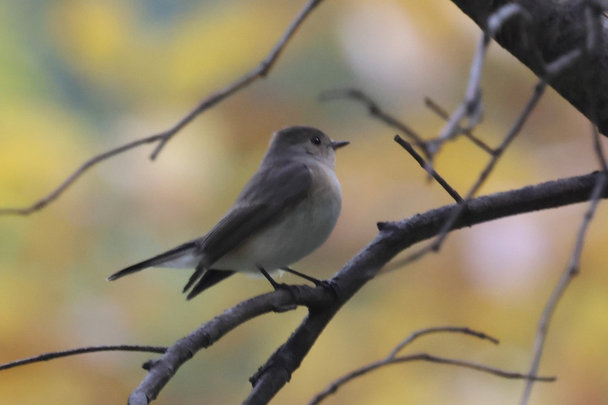 ニシオジロビタキ - ML646025619