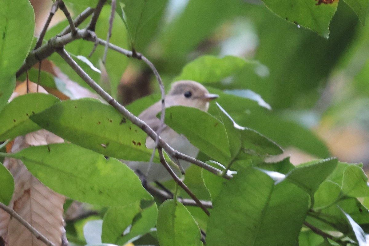 ニシオジロビタキ - ML646025620