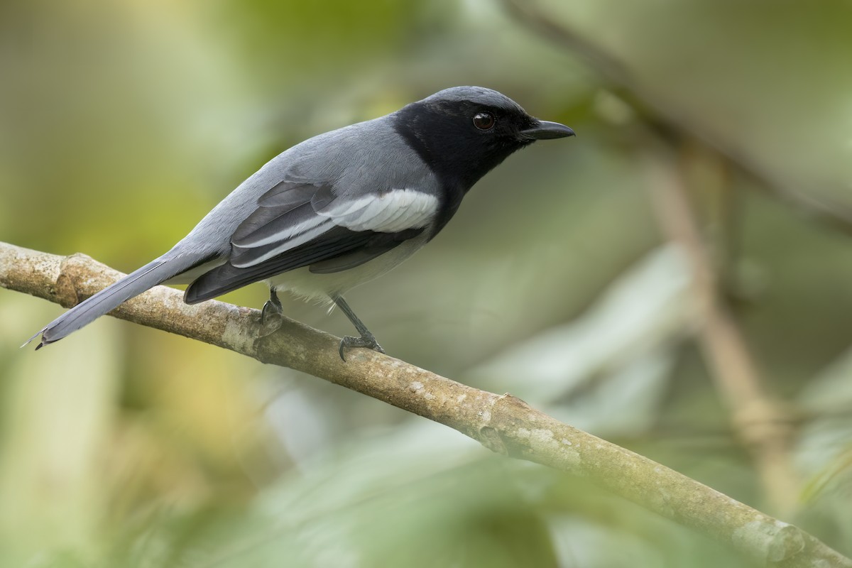 McGregor's Cuckooshrike - ML646025630