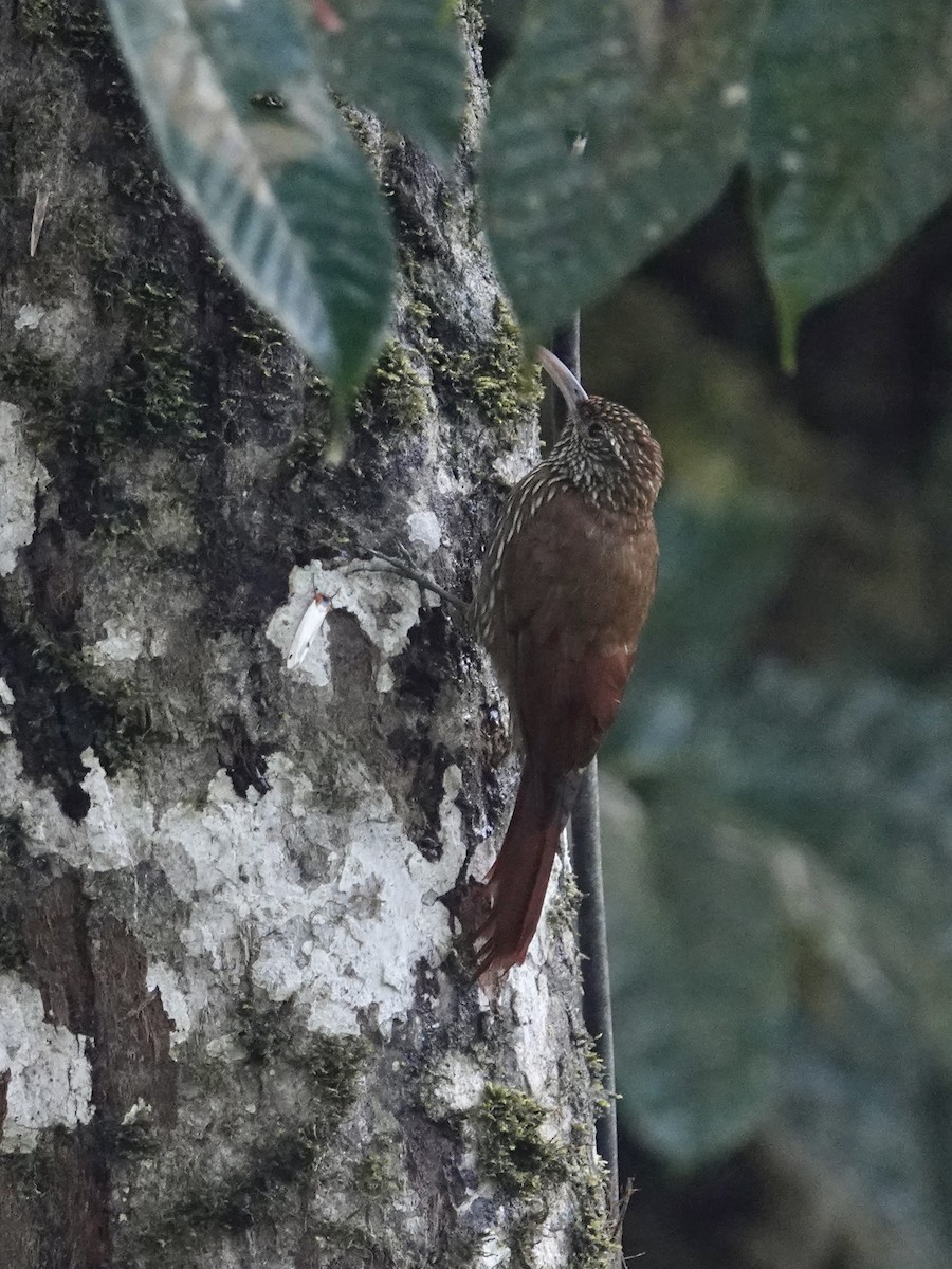 Montane Woodcreeper - ML646025631