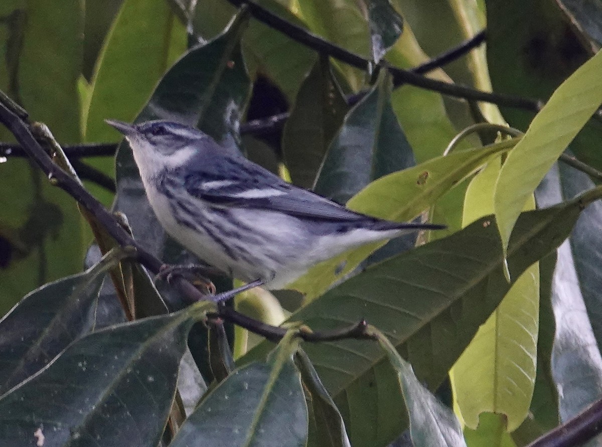 Cerulean Warbler - ML646025639