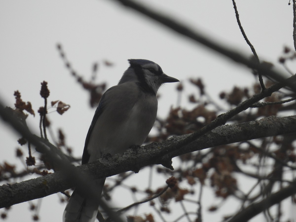 Сизойка блакитна - ML646025640