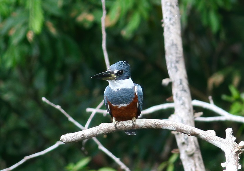Ringed Kingfisher - ML646025641