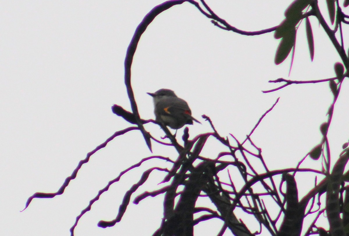 Zwergmennigvogel - ML646025645