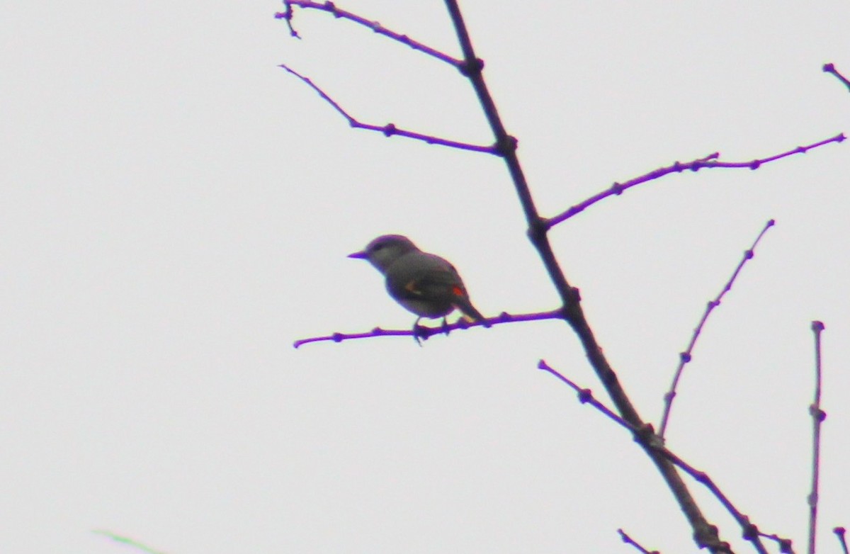 Zwergmennigvogel - ML646025646