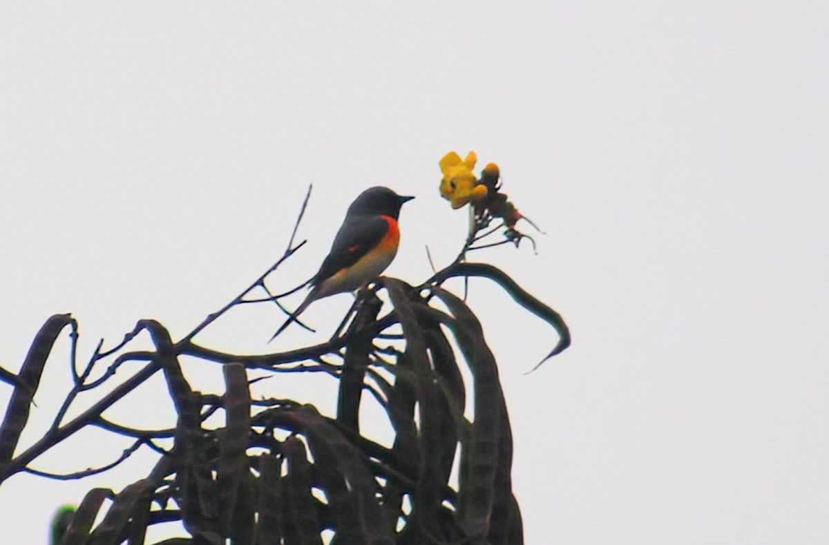 Zwergmennigvogel - ML646025647