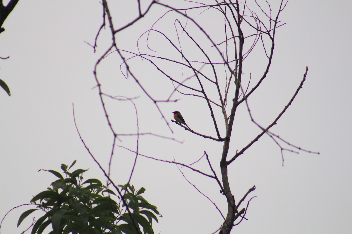 Small Minivet - ML646025648