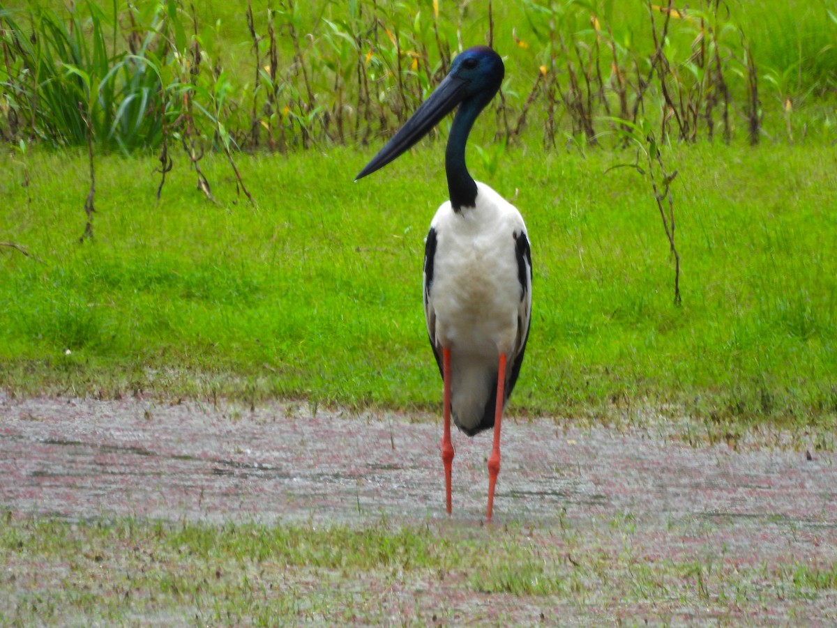 Black-necked Stork - ML646025654