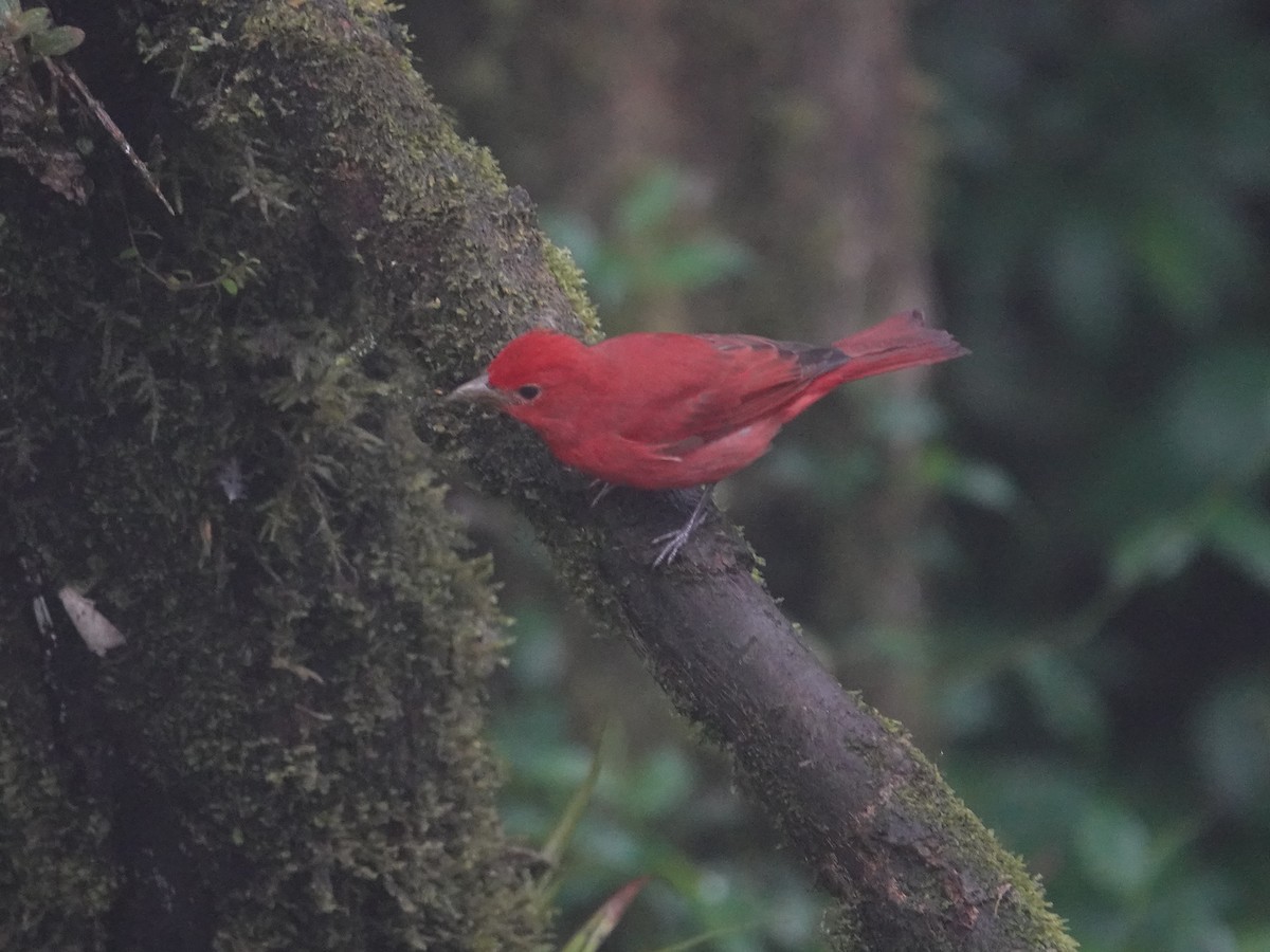 Summer Tanager - ML646025655