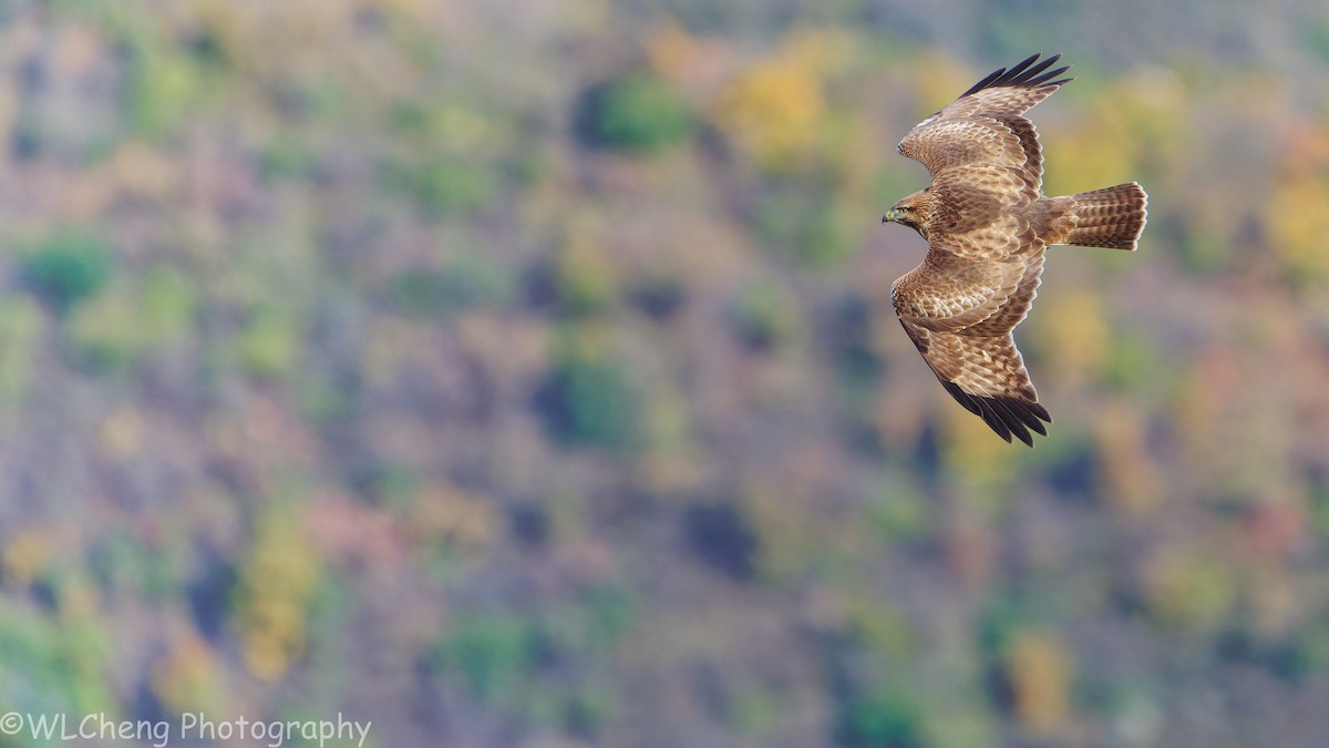Eastern Buzzard - ML646025656