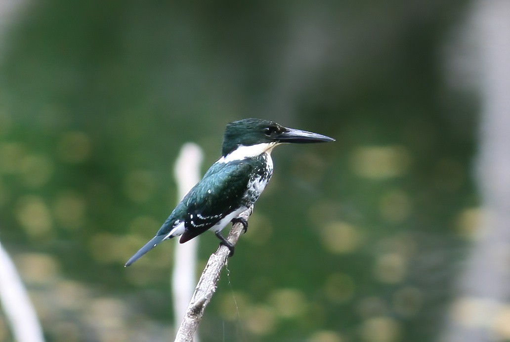 Amazon Kingfisher - ML646025657