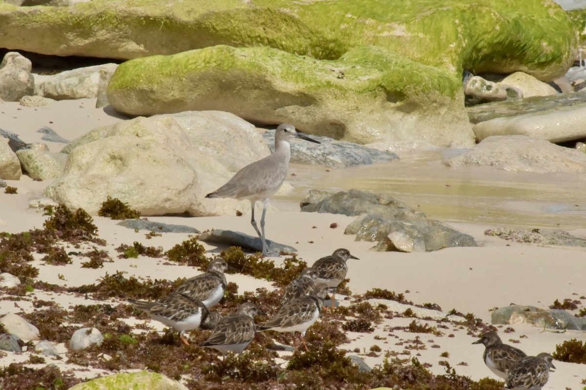 Willet - ML646025658