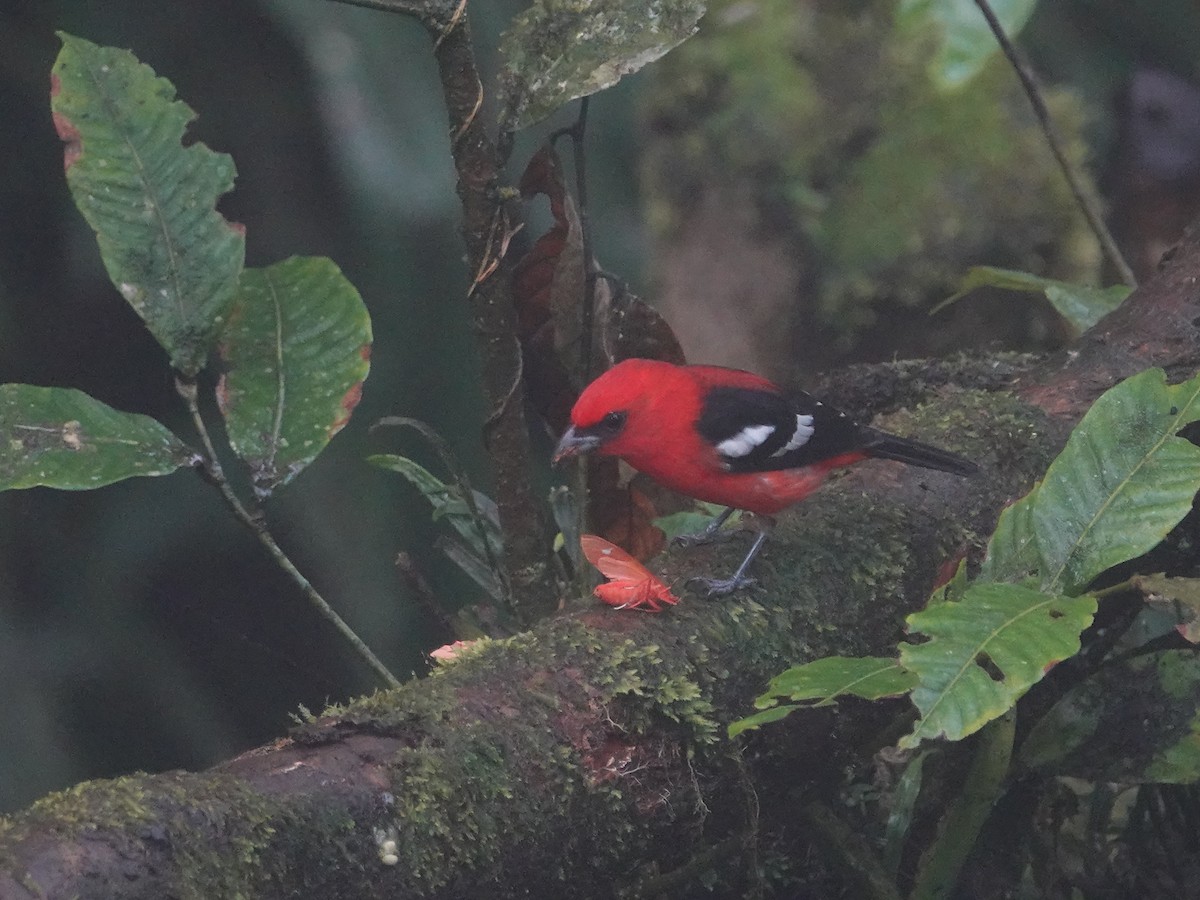 White-winged Tanager - ML646025659