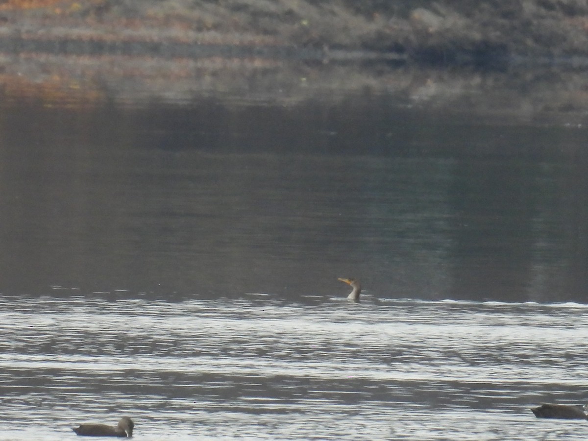 Double-crested Cormorant - ML646025660