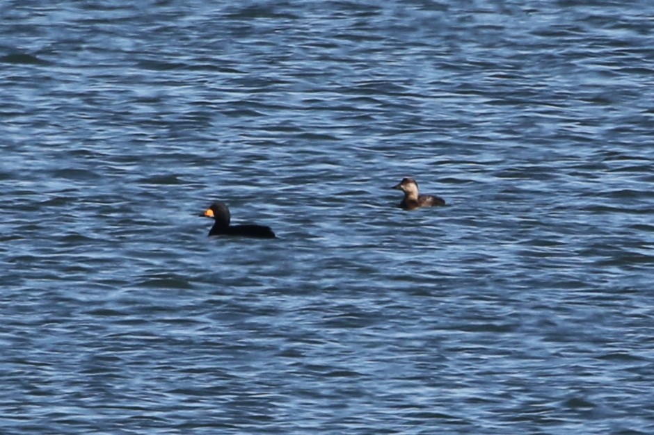 Black Scoter - ML646025662