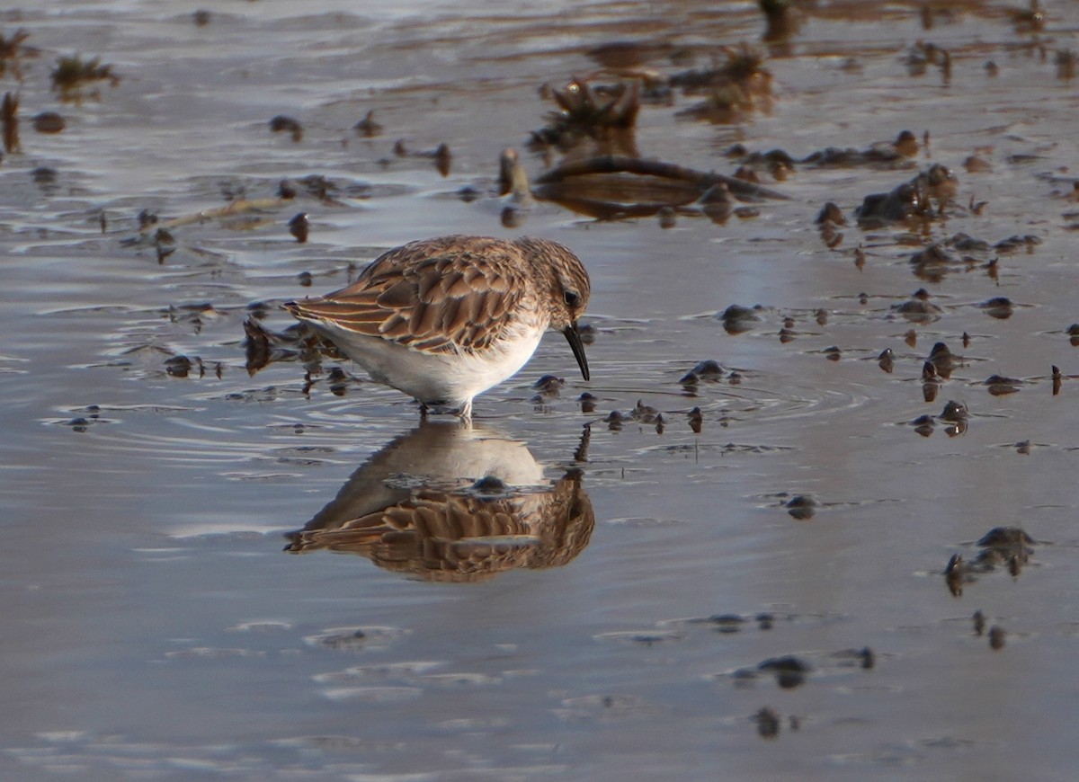 Least Sandpiper - ML646025664