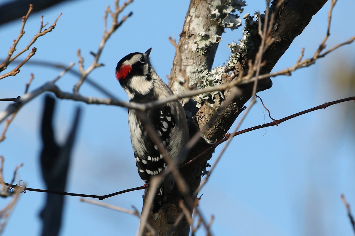 Downy Woodpecker (Eastern) - ML646025666