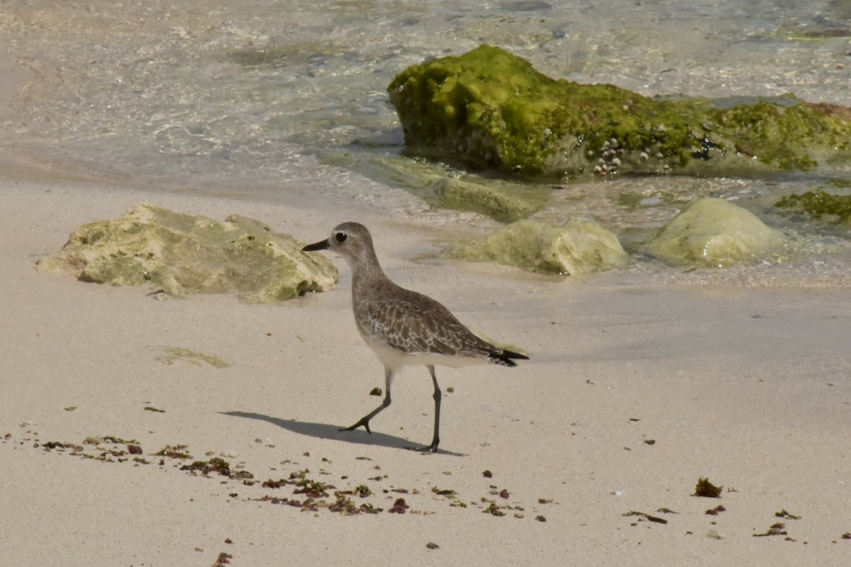 Black-bellied Plover - ML646025670