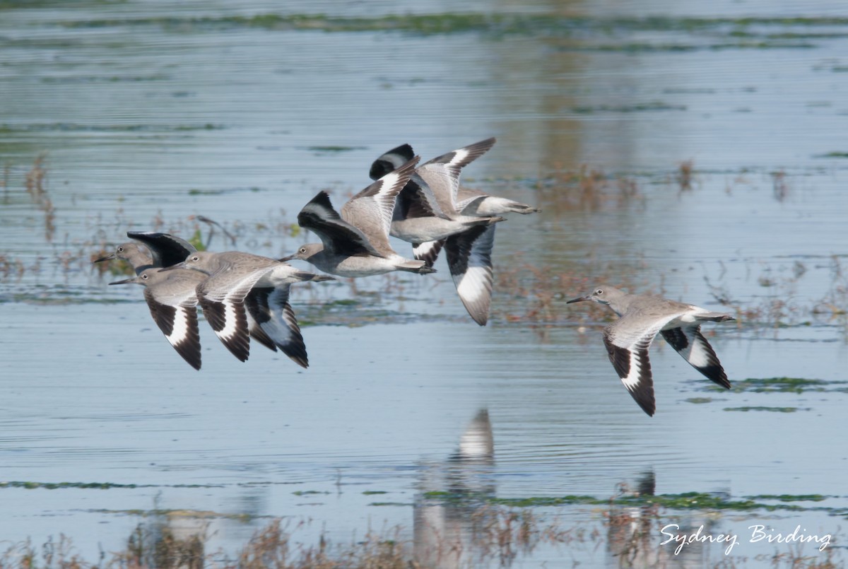 Willet - ML646025671