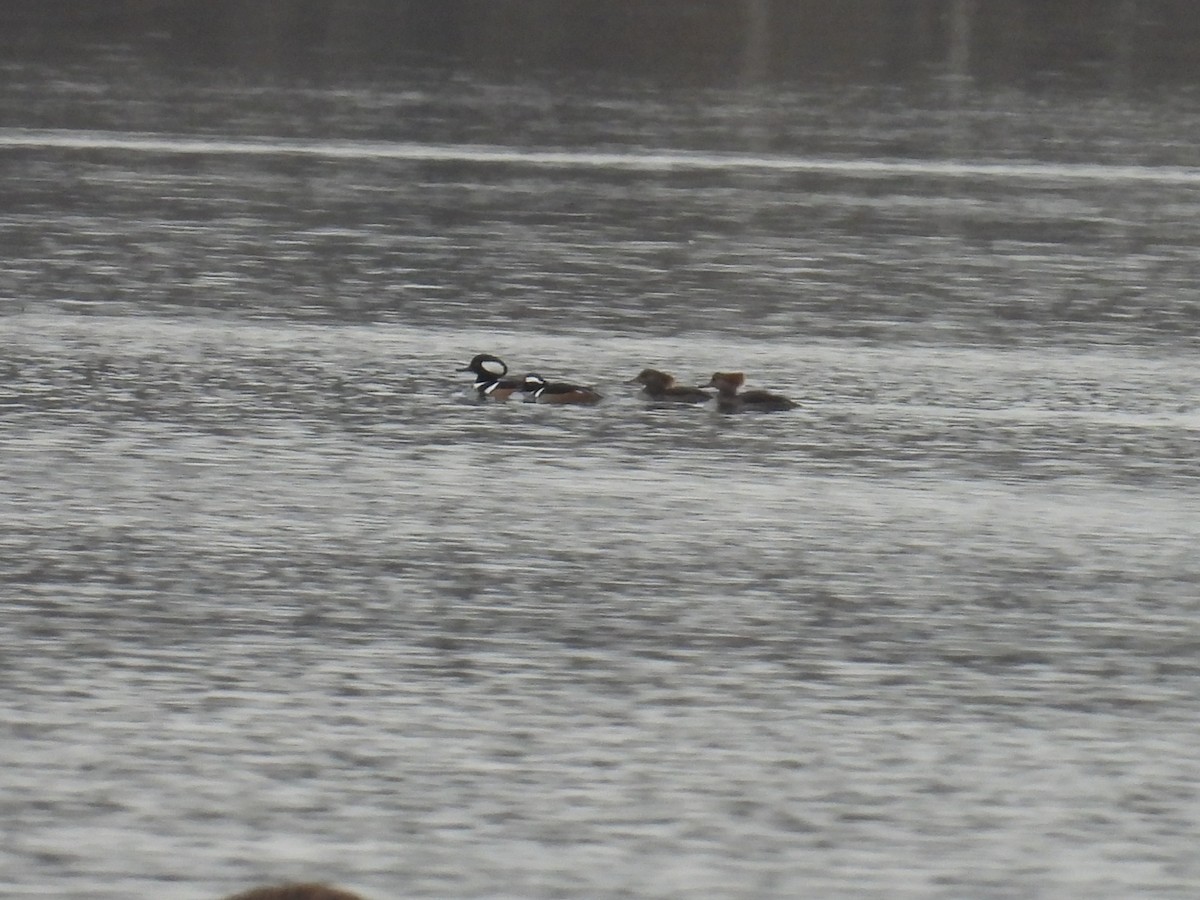 Hooded Merganser - ML646025672