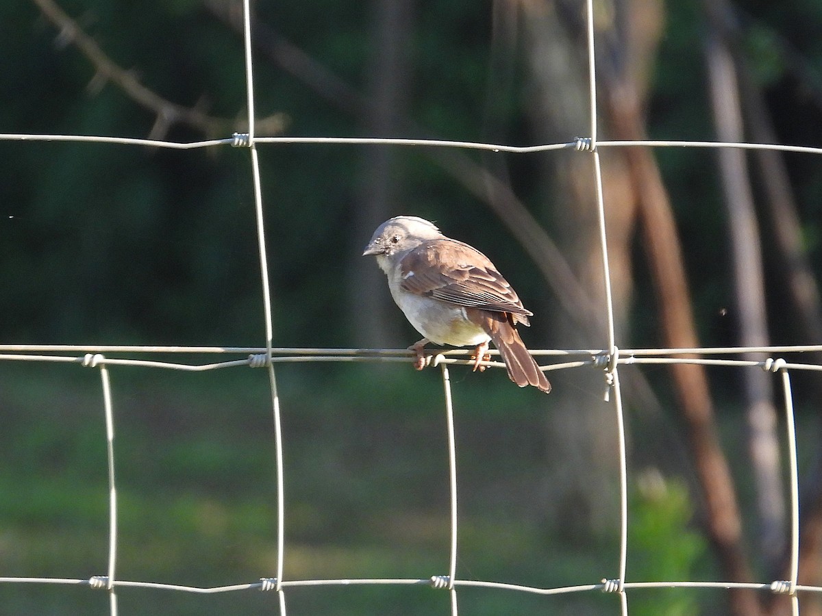 Southern Gray-headed Sparrow - ML646025673